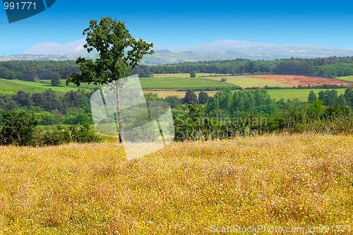 Image of Summer rural landscape