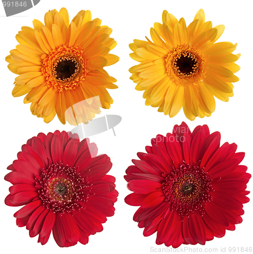 Image of Set of red and yellow gerbera flowers