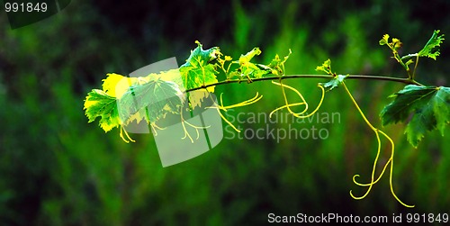 Image of Vine plant over green