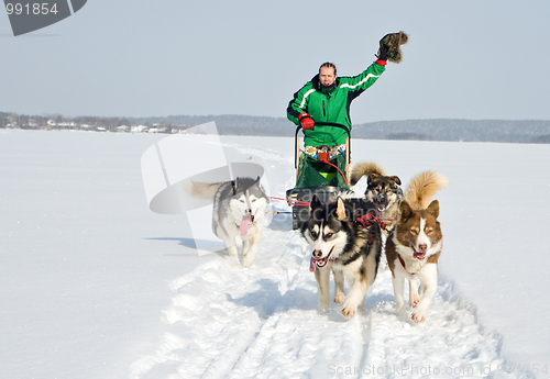 Image of dog team at work