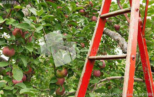 Image of Red ladder in apple orchard