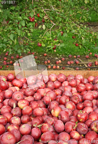 Image of Freshly picked red apples in a wooden box