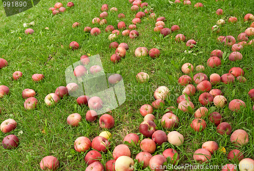 Image of Fallen red apples in green grass