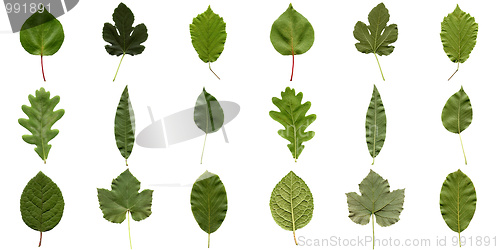 Image of Leaves collage