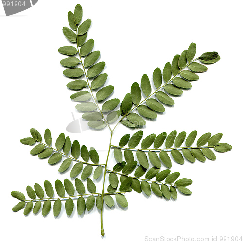Image of Carob leaf