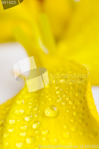 Image of petals with water drops