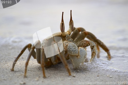 Image of crab beside sea