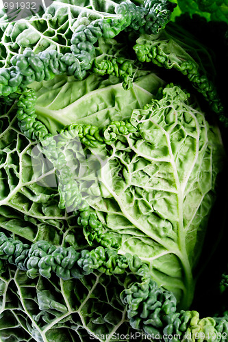 Image of fresh savoy cabbage