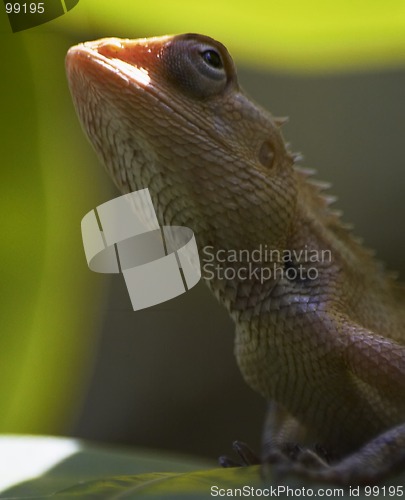 Image of lizard