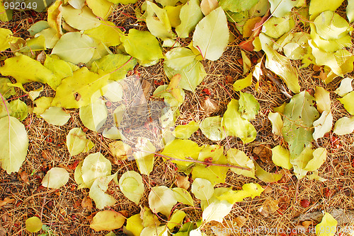 Image of autumn background