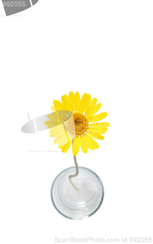 Image of yellow flower
