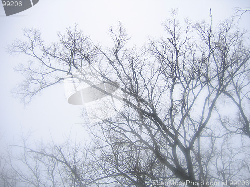 Image of Tree in a fog