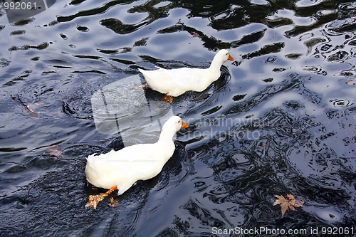 Image of Two white ducks