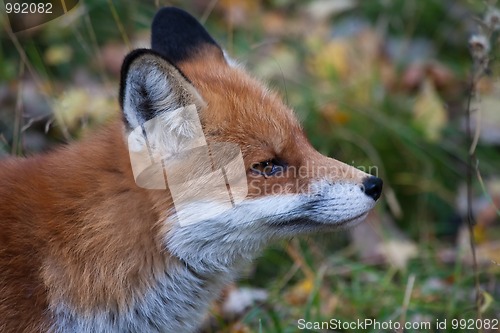 Image of fox head