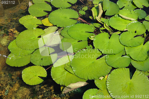 Image of lotus leaf