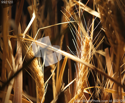 Image of wheat