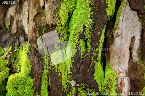 Image of moss