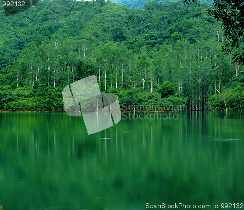 Image of lake with tree