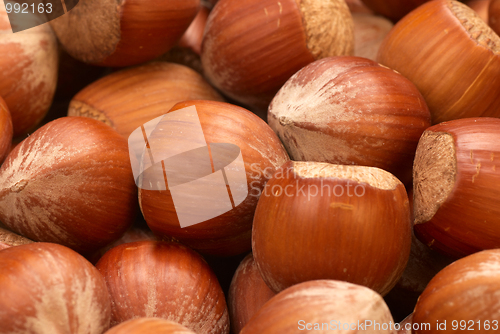 Image of Hazelnuts