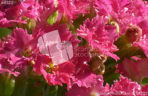 Image of Flowers of Kalanchoe