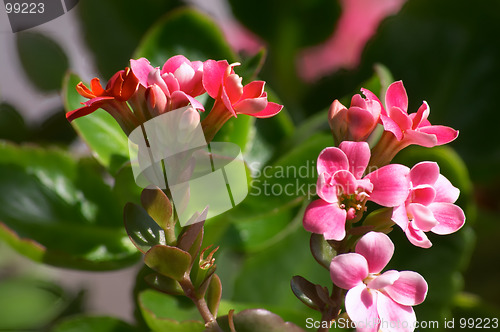 Image of Flowers of Kalanchoe