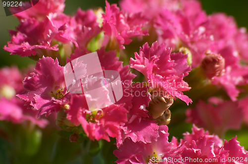 Image of Flowers of Kalanchoe