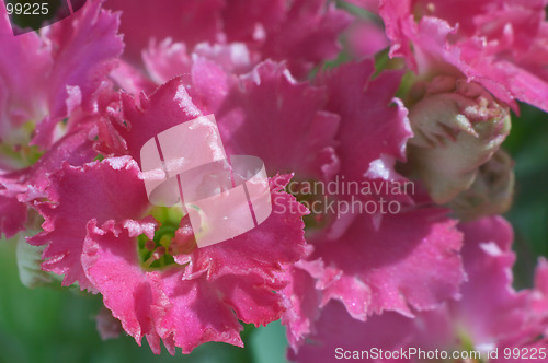 Image of Flowers of Kalanchoe