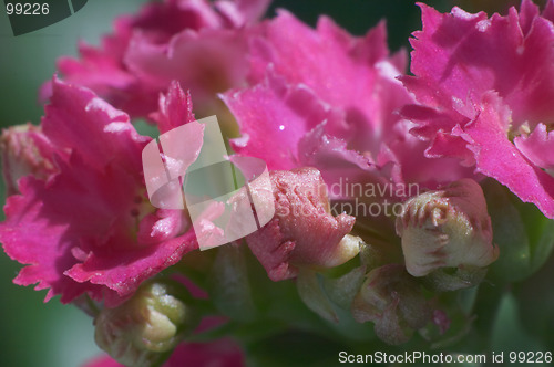 Image of Flowers and buds