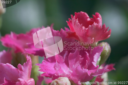 Image of Flowers of Kalanchoe