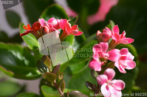 Image of Flowers of Kalanchoe