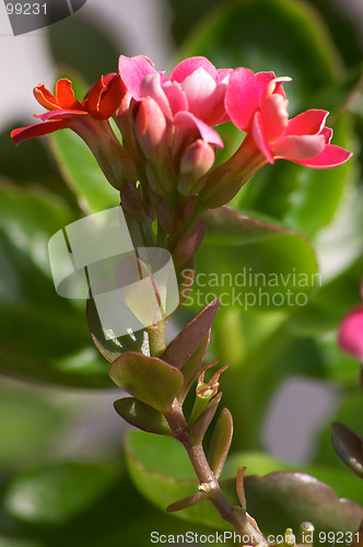 Image of Flowering Kalanchoe