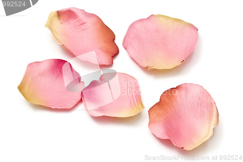 Image of Scattered flower petals isolated on white 