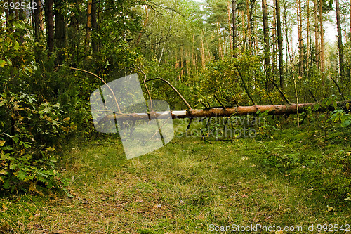 Image of The tumbled down tree