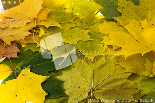 Image of Maple leaves 