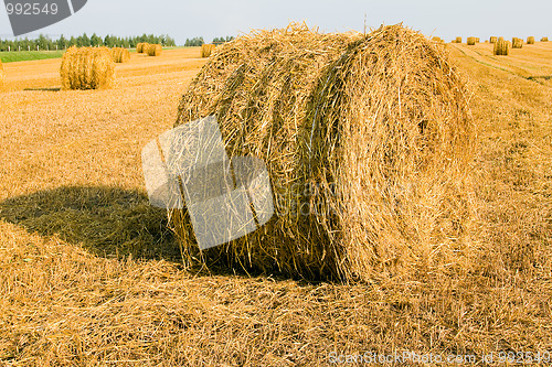 Image of Straw stack