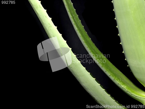 Image of Aloe
