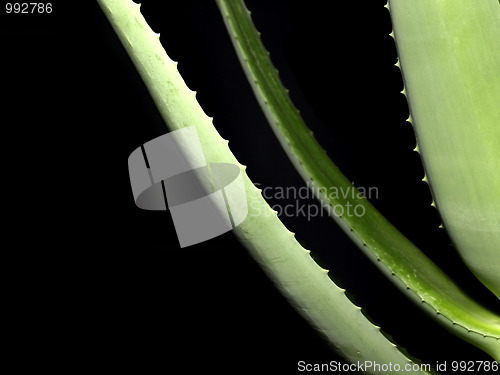 Image of Aloe