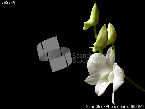 Image of Orchidee,Dendrobium