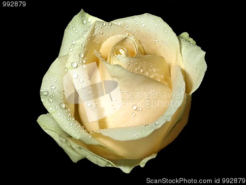 Image of Rose