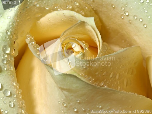 Image of Rose