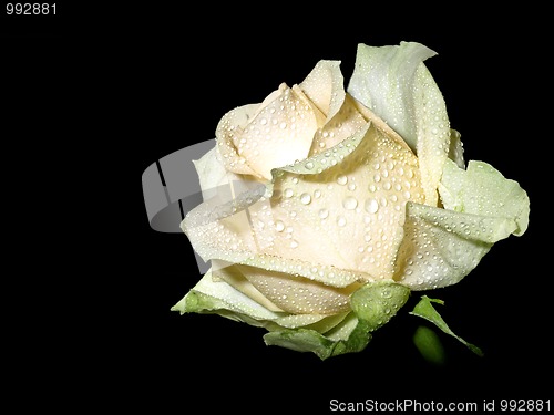 Image of Rose