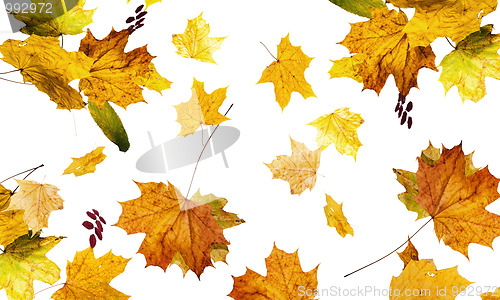 Image of autumn fallen down leaves 