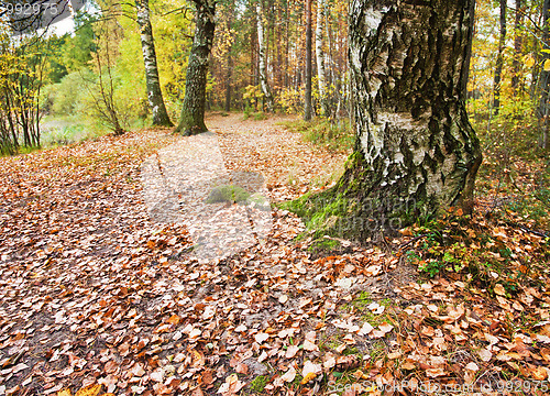 Image of Autumn landscape.