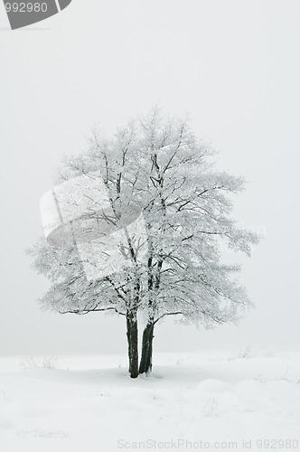 Image of The tree covered with hoarfrost in a fog