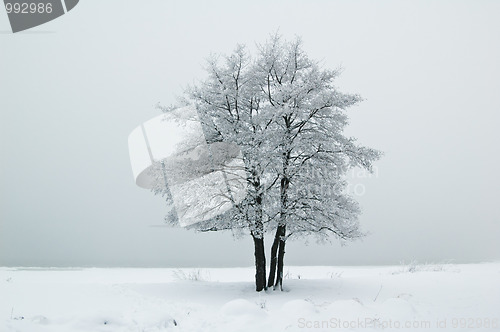 Image of The tree covered with hoarfrost in a fog