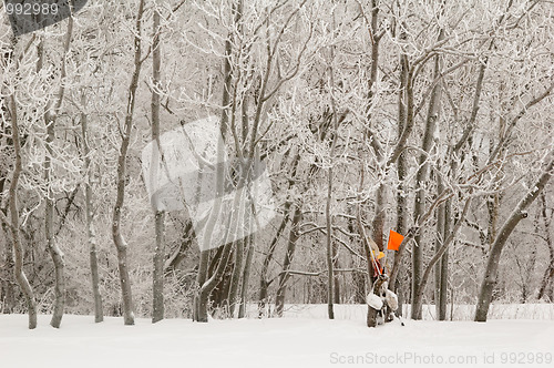 Image of The tree covered with hoarfrost in a fog