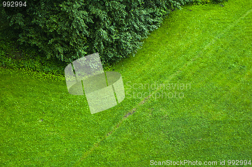 Image of The top view on a green lawn 