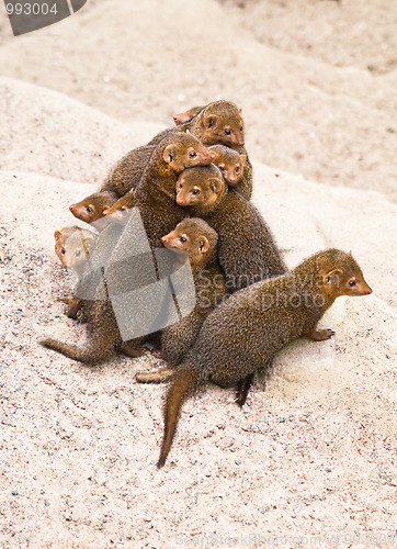 Image of dwarf mongoose