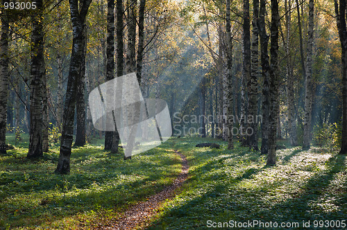 Image of Autumn landscape