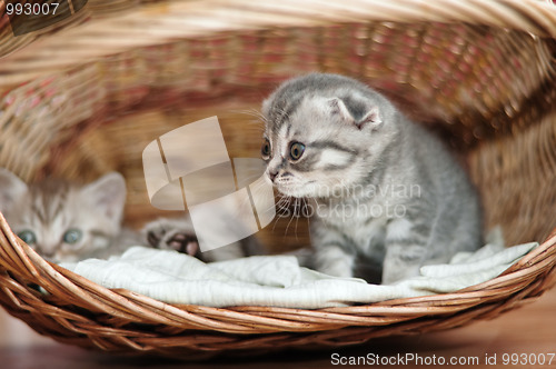 Image of Small nice kittens of the British breed